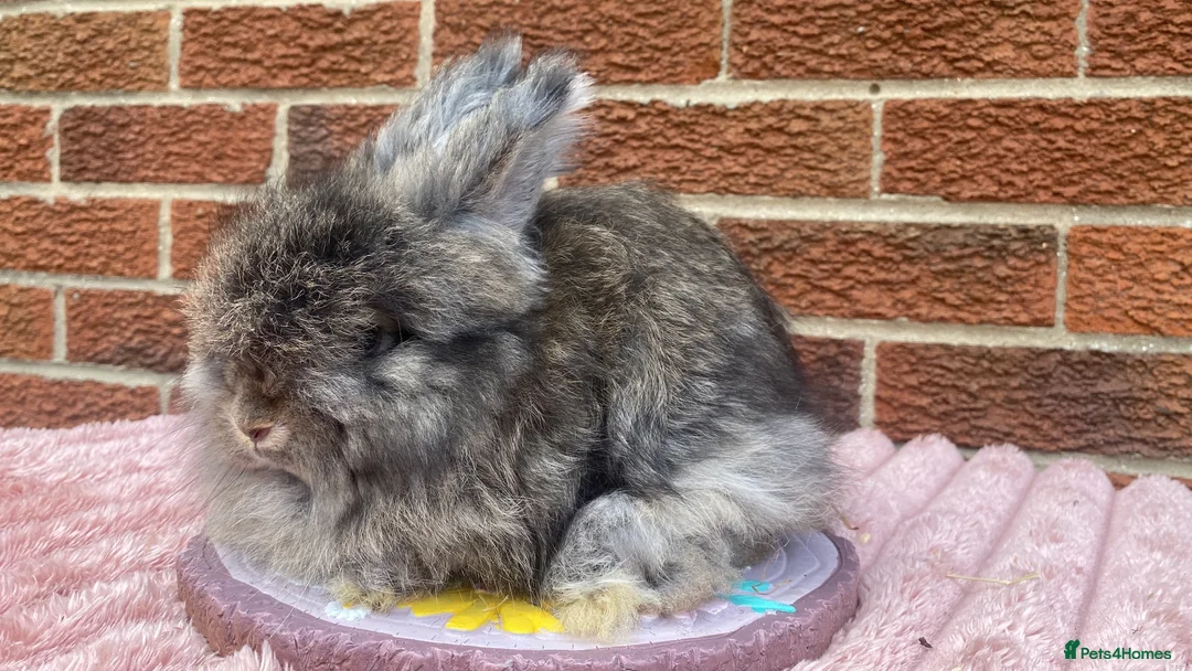 Angora rabbits for sale: Baby angoras - Advert 2