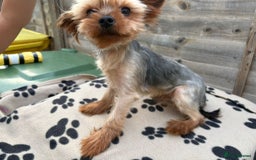 Yorkshire Terrier dogs for stud: Yorkshire terrier for stud proven - Image 4