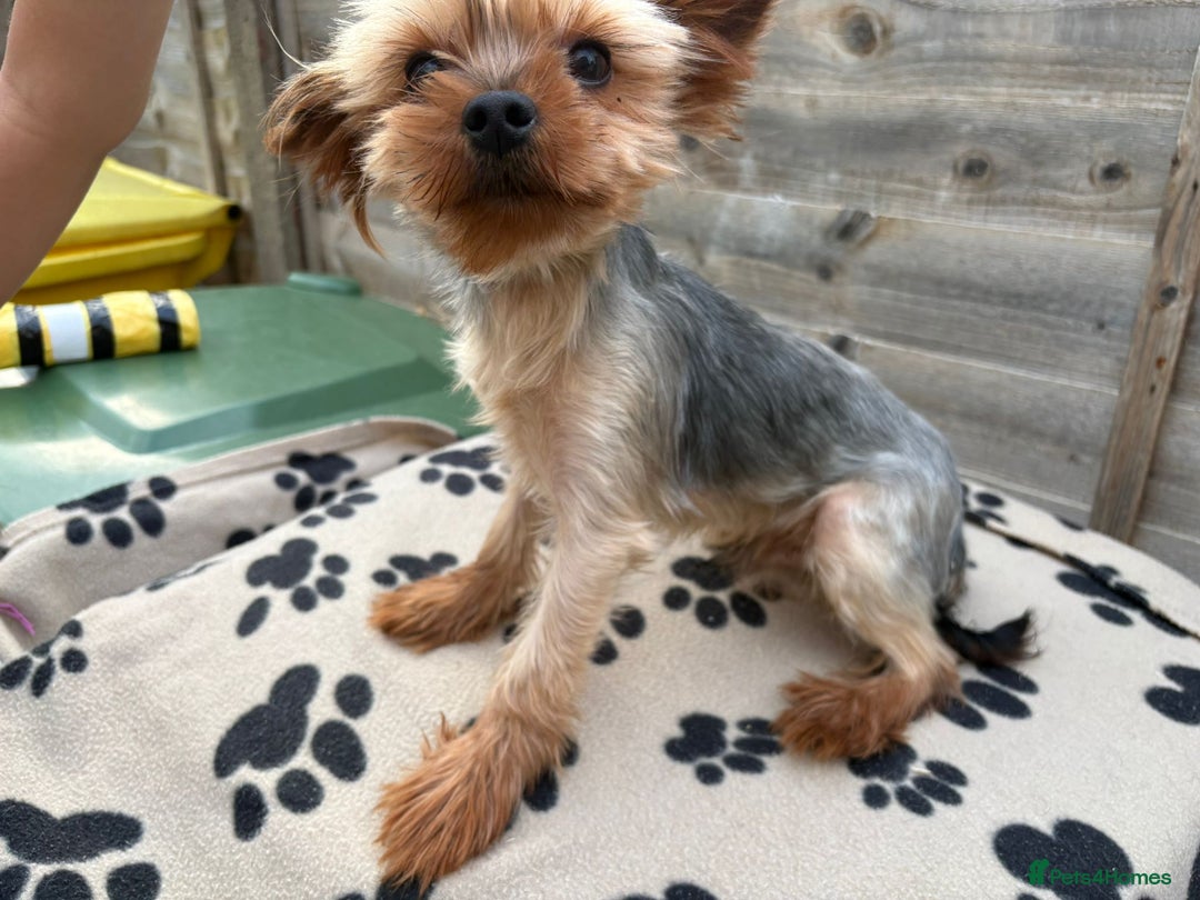 Yorkshire Terrier dogs for stud: Yorkshire terrier for stud proven - Image 4