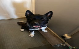 Akita dogs for sale: American Akita  - Image 2