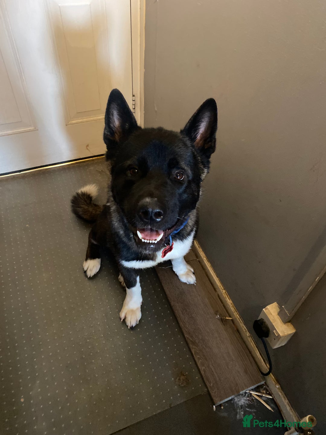 Akita dogs for sale: American Akita  - Image 2