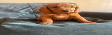 Cockapoo 4
