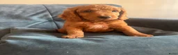 Cockapoo dogs for sale: Home raised, stunning red cockapoo’s  - Advert 3