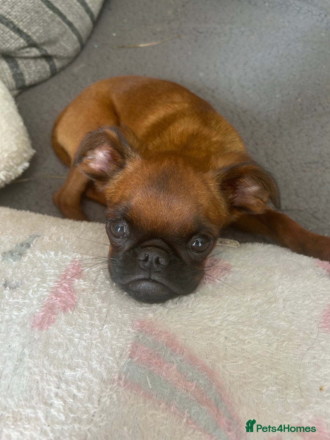 Griffon Bruxellois dogs for sale: Griffon bruxillious pup  - Image 2