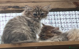 Persian cats for sale: Gold and Silver Chinchilla Persians! - Image 4