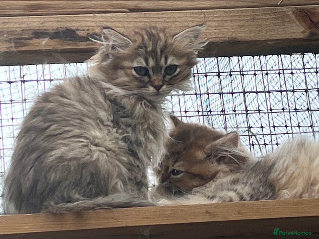 Persian cats for sale: Gold and Silver Chinchilla Persians! - Image 4