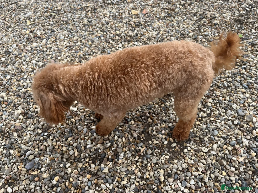 Toy Poodle dogs for stud: 🌹 RED TOY POODLE 9 INCH 2.8 KG HEALTH TESTED 🌹 in Romford - Advert 24