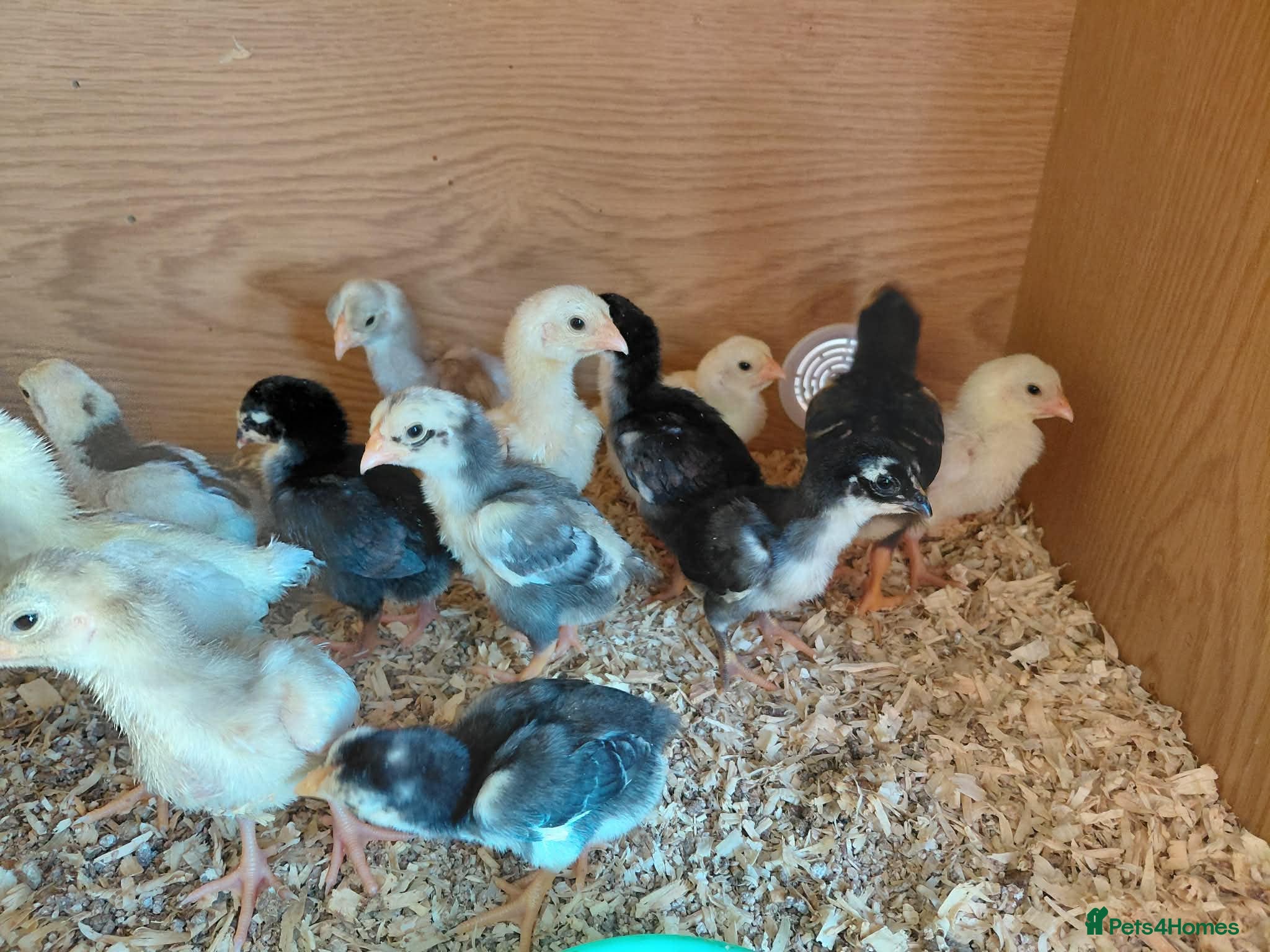 Chickens poultry ko shamo chicks for sale please see below - Advert 1