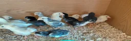 Chickens poultry for sale: ko shamo chicks for sale please see below in ELY - Advert 1