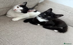 Mixed Breed cats for sale: Simba & Clarkson - MUST GO TOGETHER - Image 1