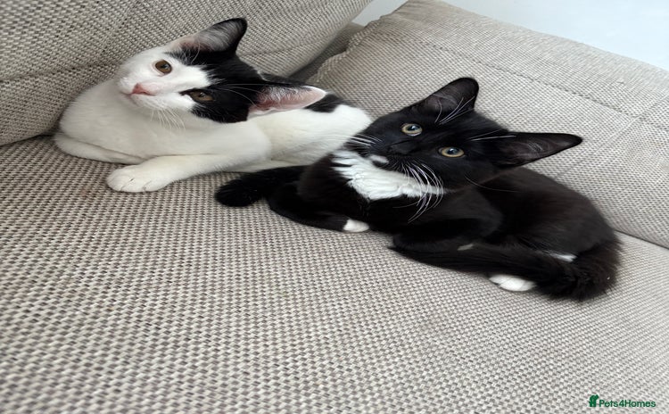 Mixed Breed cats - Advert 16