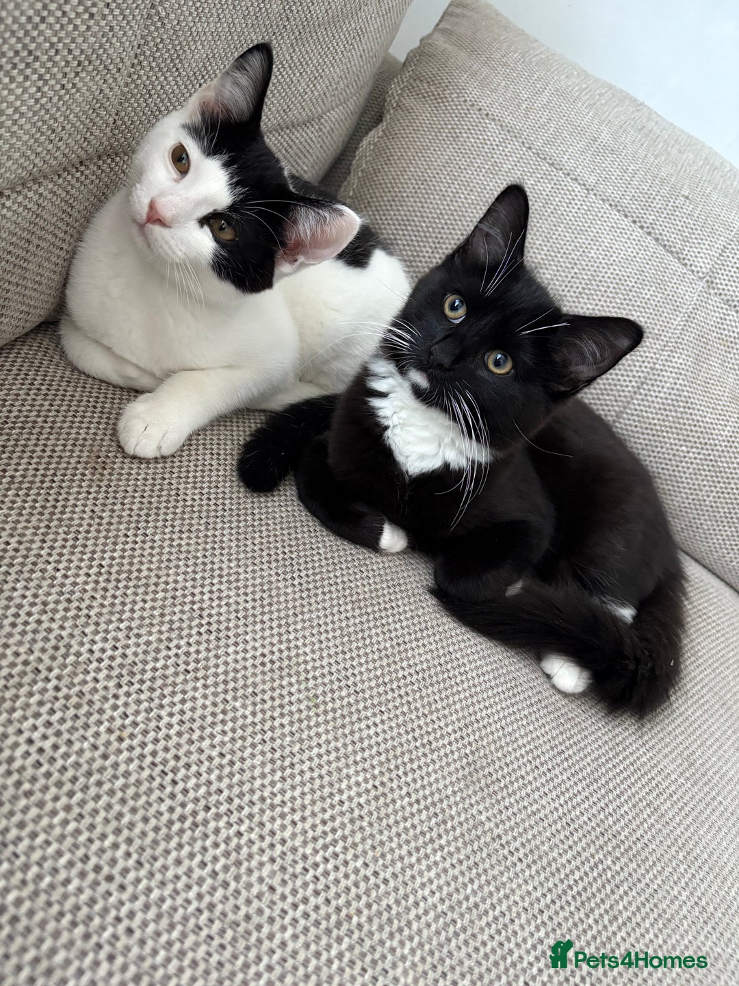 Mixed Breed cats for sale: Simba & Clarkson - MUST GO TOGETHER - Image 1
