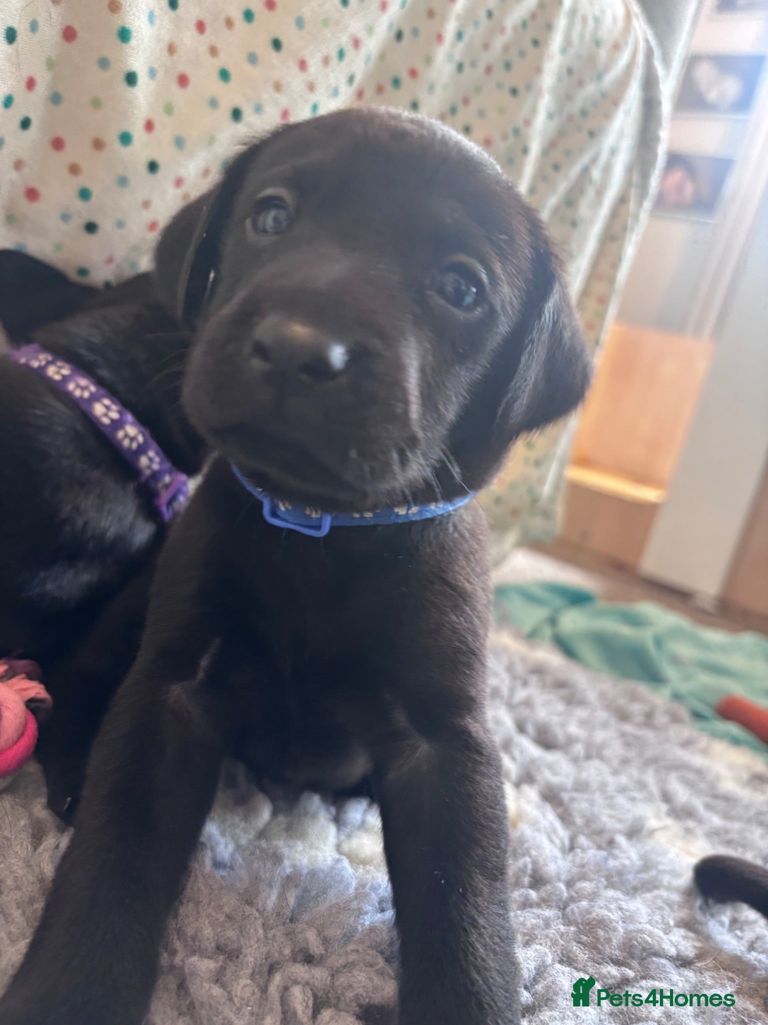 Labrador Retriever dogs KC Registered Pedigree Labrador Puppies - Advert 8