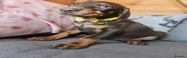Yellow Collar Female