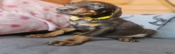 Dobermann dogs for sale: 💝🐾 Ready Now Chunky KC Registered pups 🐾 💝 - Advert 32