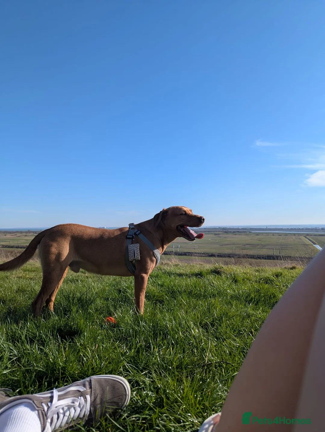 Labrador Retriever dogs for stud: FOX RED LABRADOR FOR STUD - Advert 4