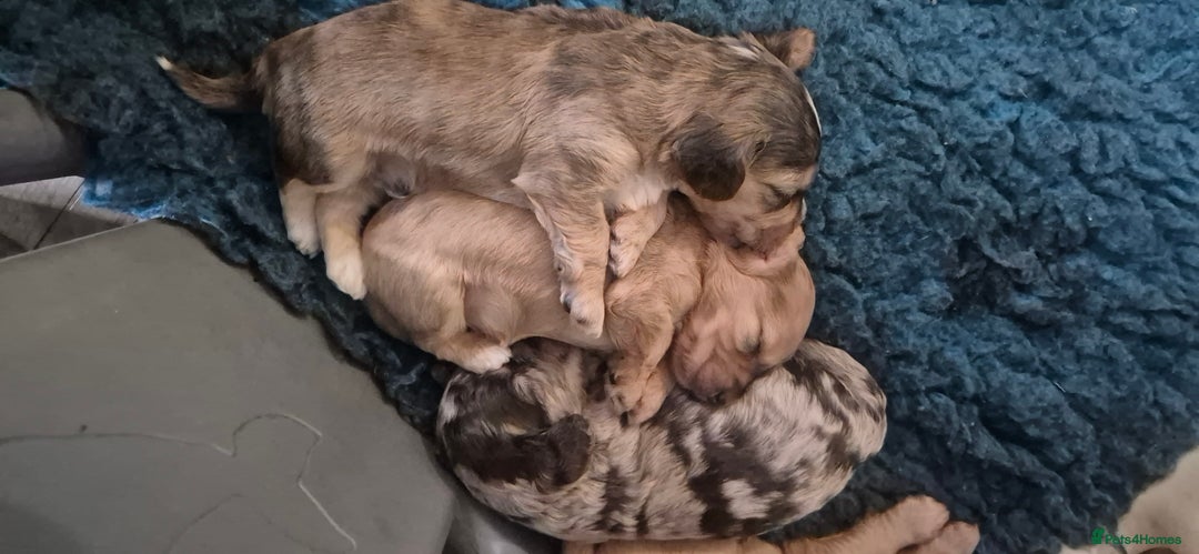 Cockapoo dogs for sale: 8 Beautiful Cockapoo pups,Merle, chocolate, black - Image 13