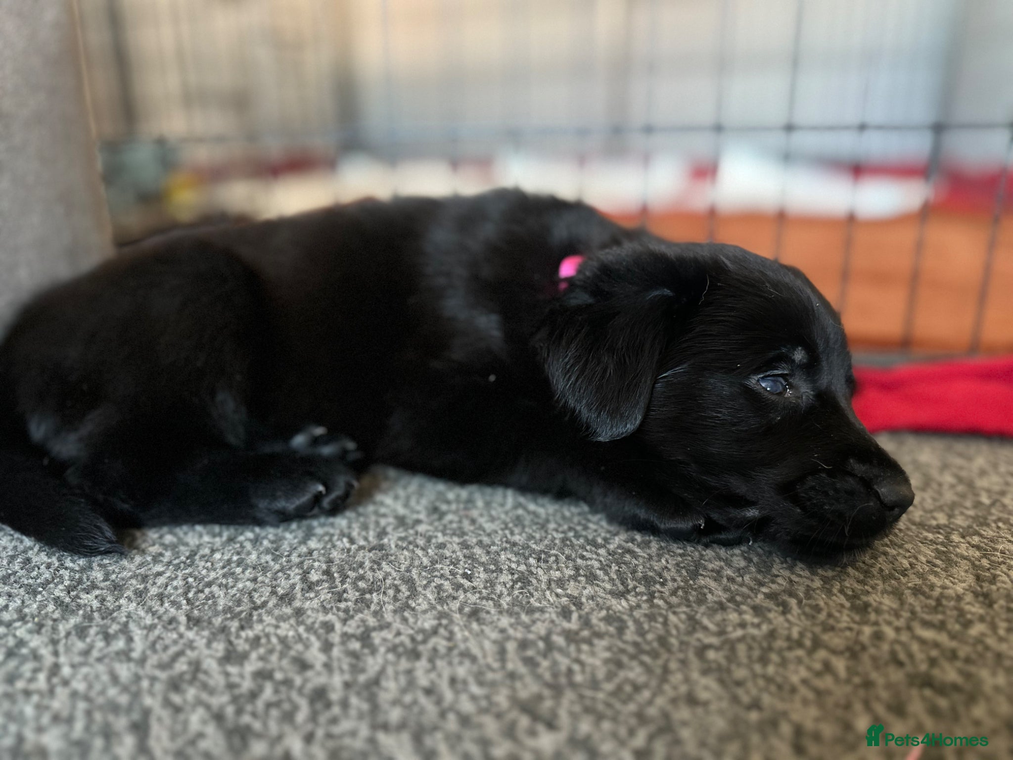 Golden Shepherd dogs 1 girl left 🌸🐾 Golden Shepherd Puppies  - Advert 2