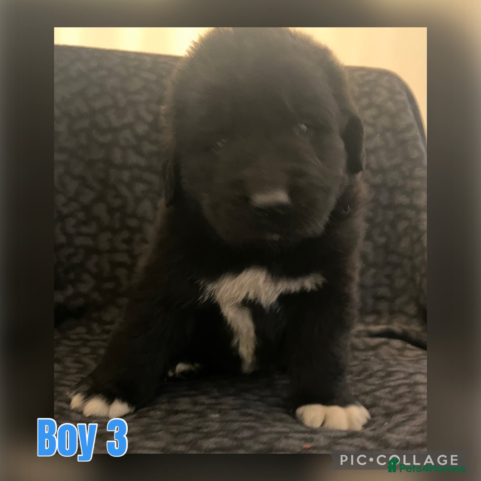 Mixed Breed Puppy 3