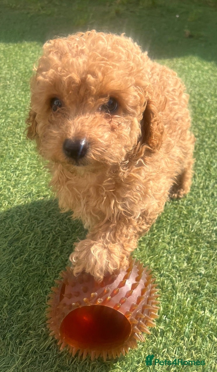 Toy Poodle dogs KC Apricot Beauties!  - Advert 1