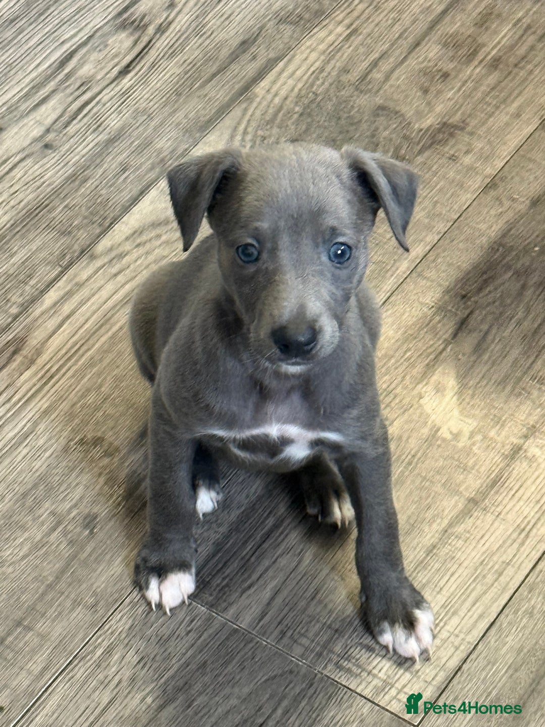 Whippet dogs for sale: KC Registered Whippet Puppies - Image 26