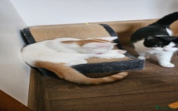 Selkirk Rex cats for sale: Adorable Selkirk Rex Kittens (Straight ) - Image 26