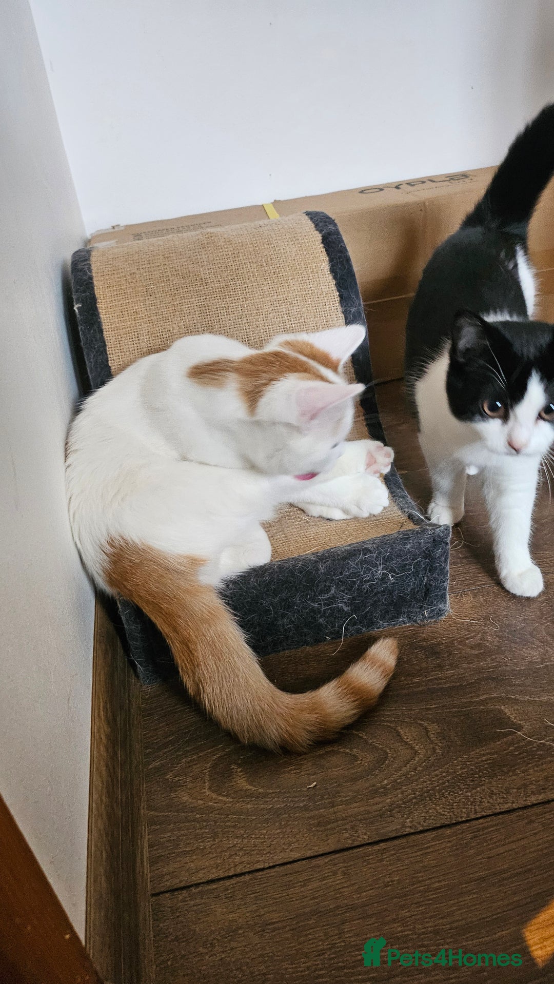 Selkirk Rex cats for sale: Adorable Selkirk Rex Kittens (Straight ) - Image 26