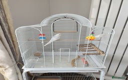 Budgerigars birds for sale: Young female budgie  - Image 2