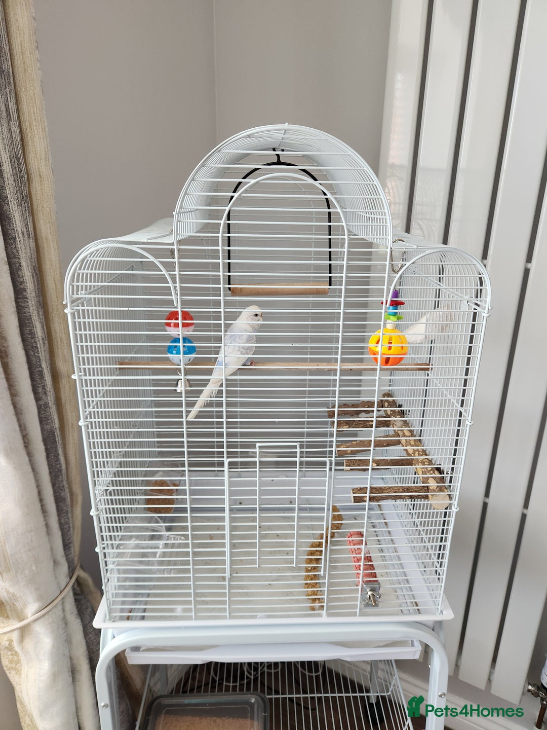 Budgerigars birds for sale: Young female budgie  - Image 2