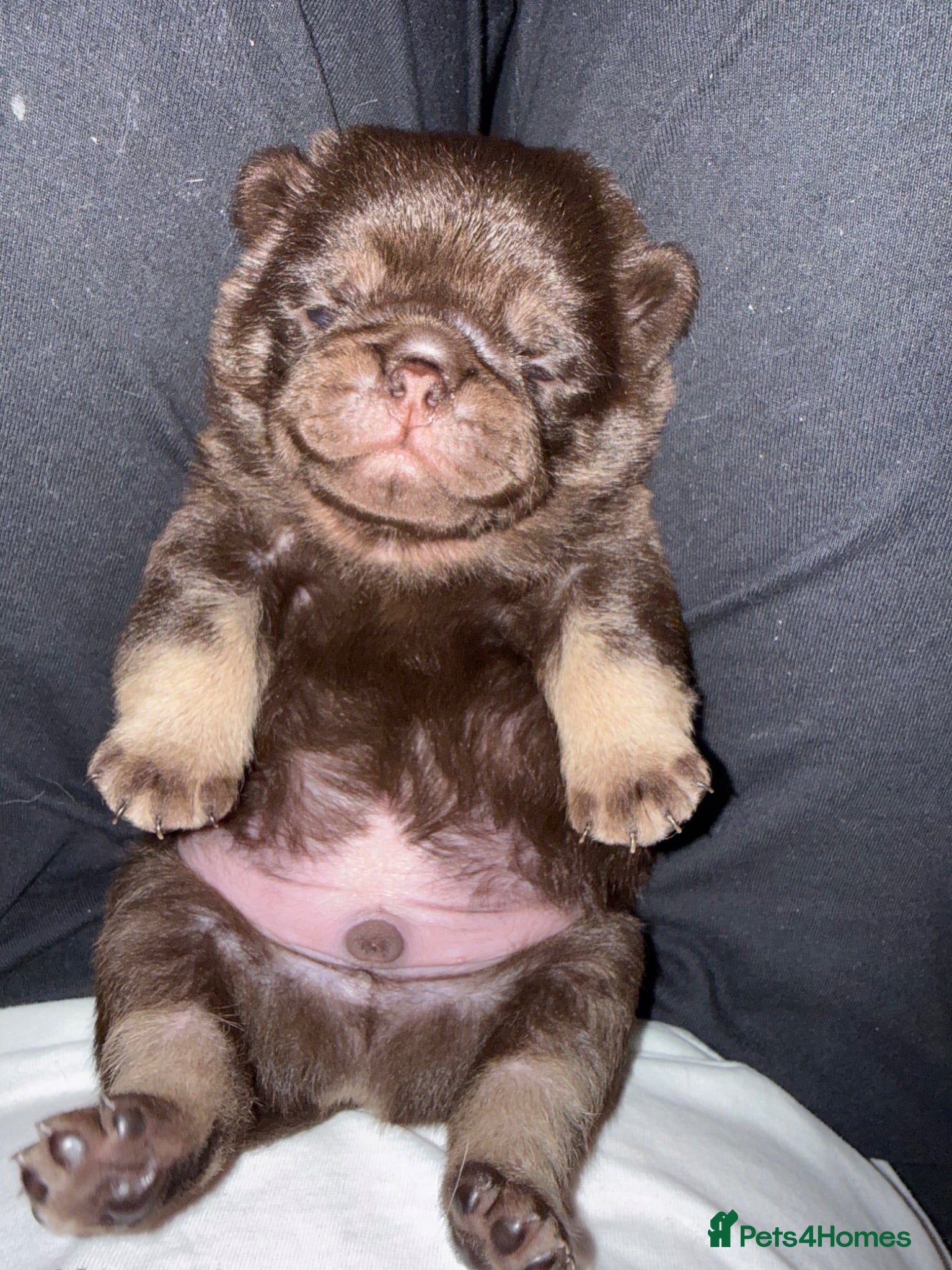 Pug dogs Kc chocolate and tan pug puppies  - Advert 4