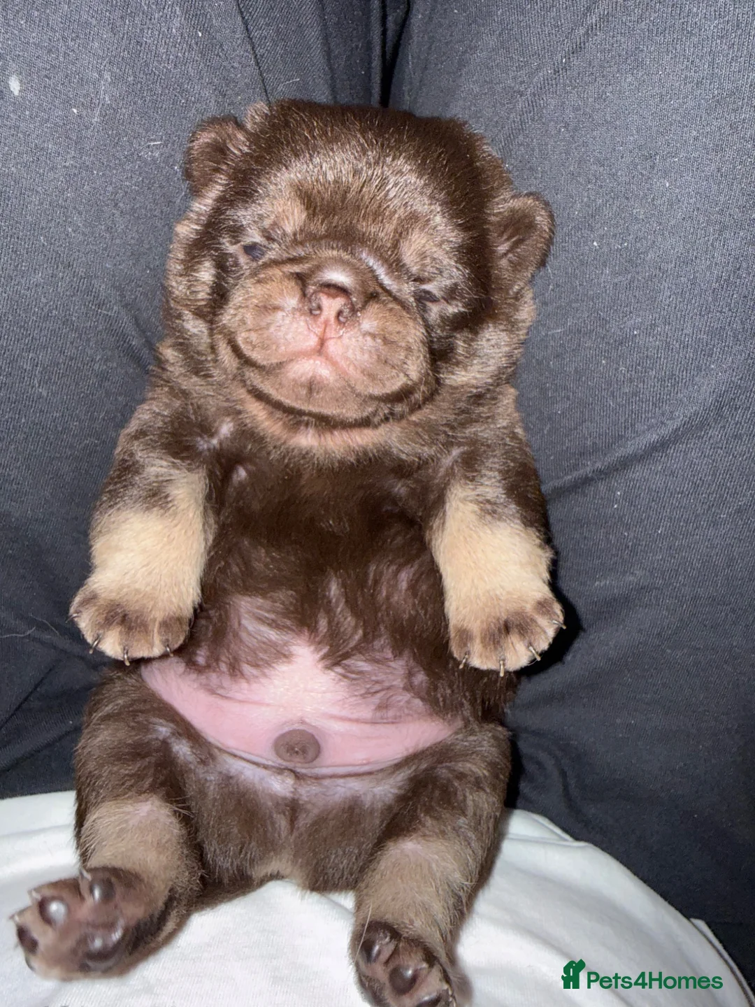 Pug dogs for sale: Kc chocolate and tan pug puppies  - Advert 1
