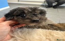 Cockapoo dogs for sale: Cockapoo puppies ready now  - Advert 7