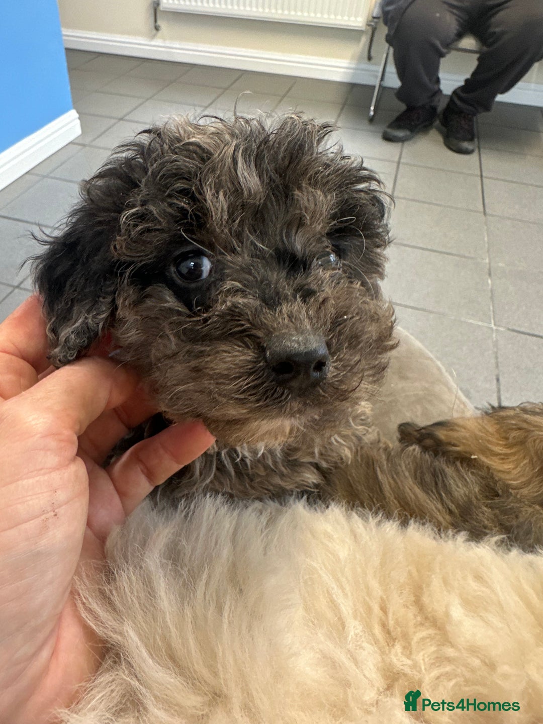 Cockapoo dogs for sale: Cockapoo puppies ready now  - Advert 7