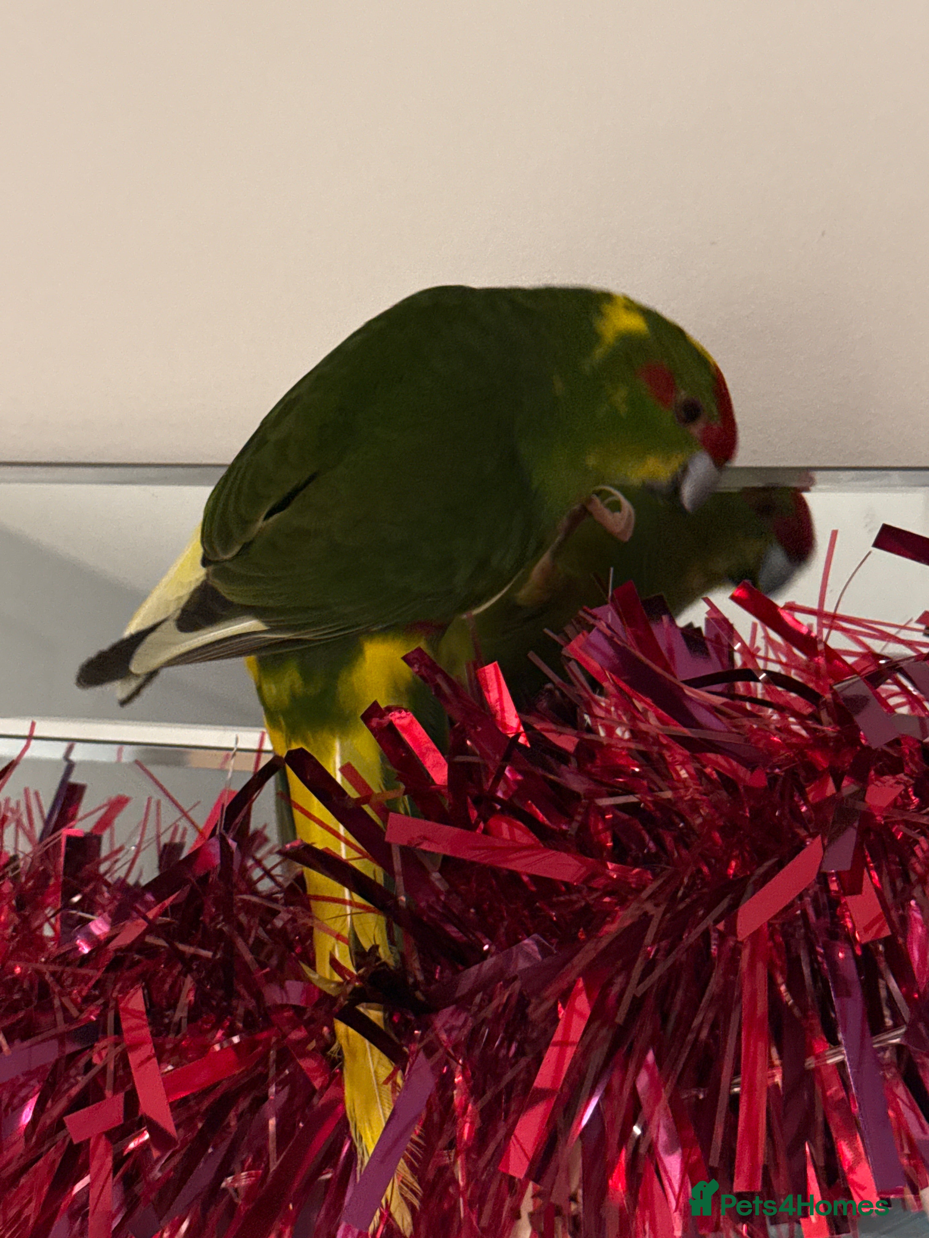 Parrots birds Kakariki  - Advert 4