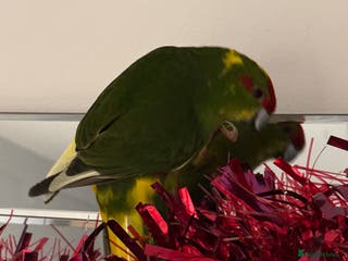 Parrots birds Kakariki - Advert 12