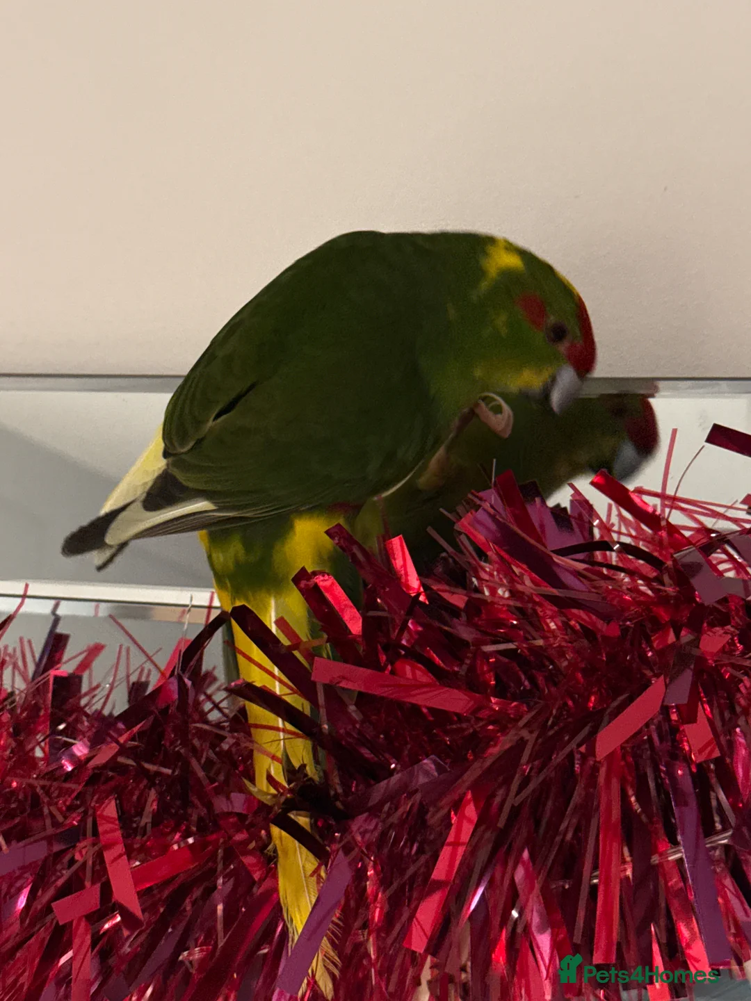 Parrots birds for sale: Kakariki  - Advert 1