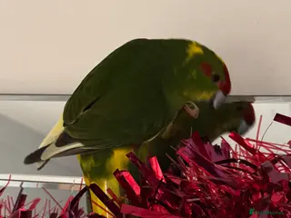 Parrots birds Kakariki - Advert 11