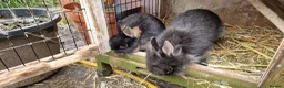 Mixed Breed rabbits for sale: Small, cute, soft, friendly bonded bunny brothers  - Advert 12