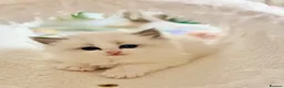 Ragdoll cats for sale: Champion pedigree Chucky Ragdoll babies  - Advert 24