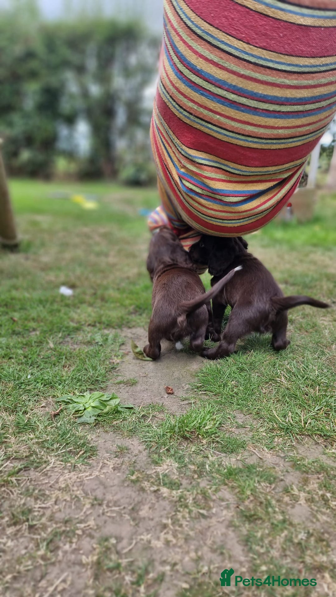 Cocker Spaniel dogs for sale: KC registered cocker spaniels - Image 29