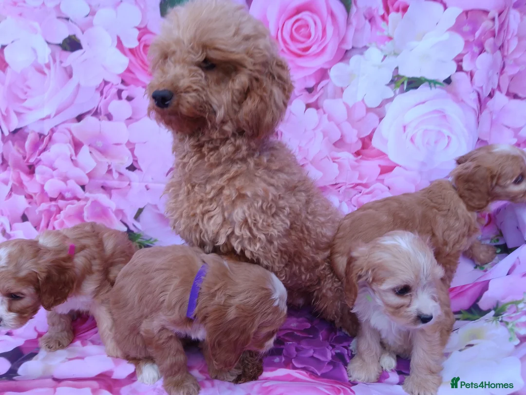 Cavapoo dogs for sale: Cavapoo fur babies  - Advert 10