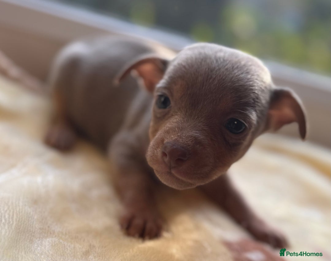 Jack Russell dogs for sale: Much Wenlock stunning miniature puppy  - Advert 25