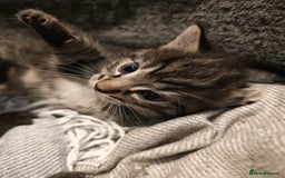 Mixed Breed cats for sale: Ragdoll (mum) X Tabby (dad) - blue eyes ! - Image 7