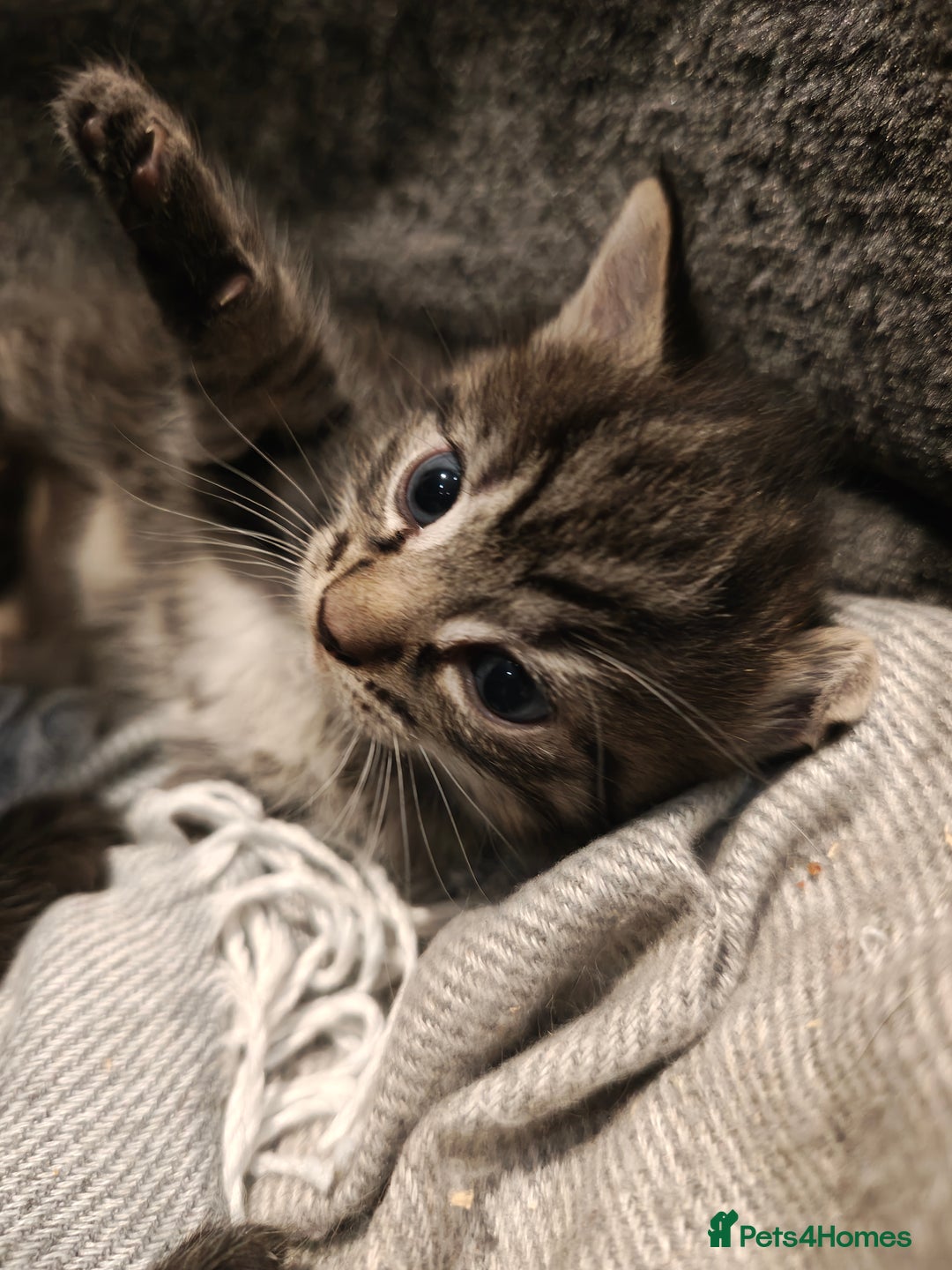 Mixed Breed cats for sale: Ragdoll (mum) X Tabby (dad) - blue eyes ! - Image 7
