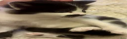 Turkish Angora cats for sale: Turkish angora kitten  - Advert 9