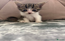 Mixed Breed cats for sale: 6 kittens not ready till 14th August  - Image 10