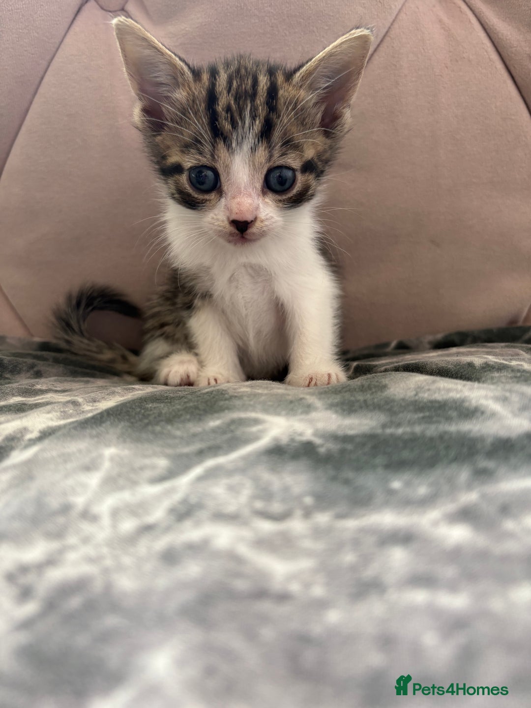 Mixed Breed cats for sale: 6 kittens not ready till 14th August  - Image 10