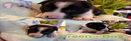 Border Collie dogs for sale: Boarder Collie puppies looking for active homes in Worcester - Advert 15