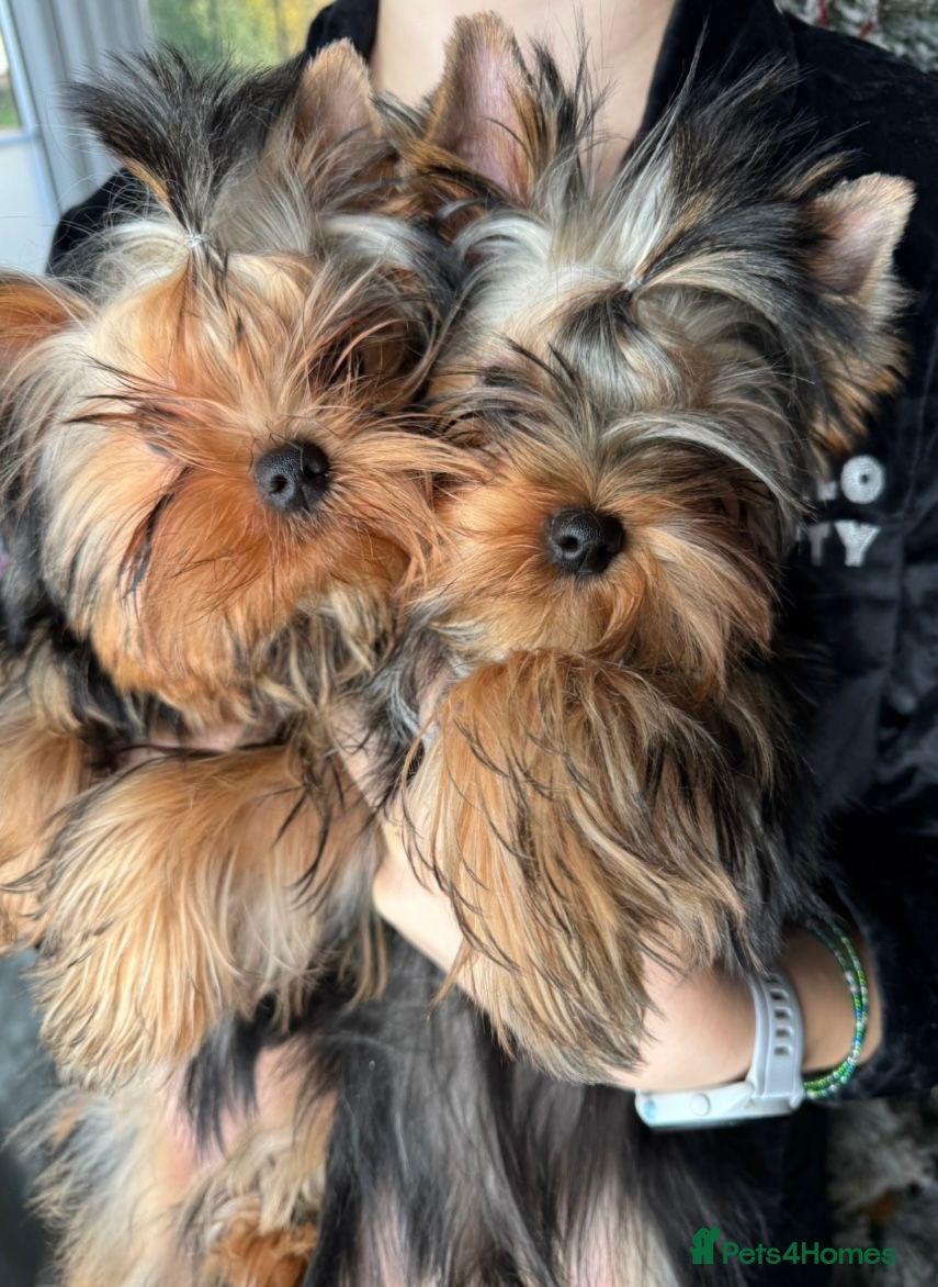 Yorkshire Terrier dogs One beautiful female Available💗🐾 - Advert 5