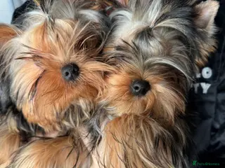 Yorkshire Terrier dogs One beautiful female Available💗🐾 - Advert 5